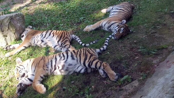 tygrysie przedszkole fot. Zoo Poznań