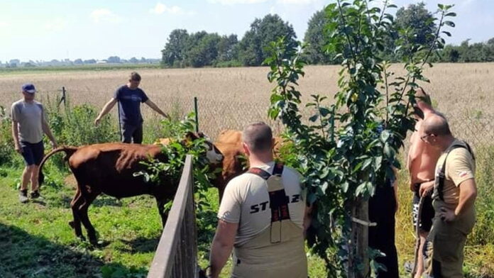wyłapywanie byków fot. OSP Kłodawa