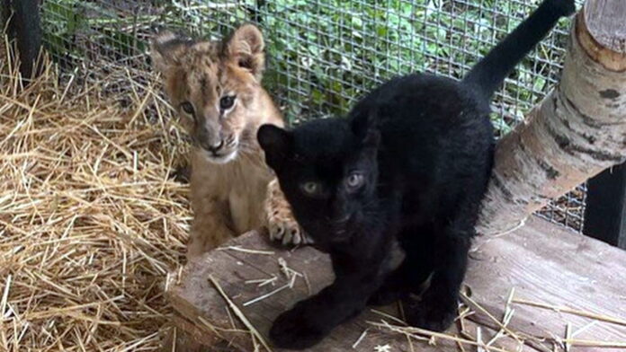 maluchy z Ukrainy fot. Zoo Poznań