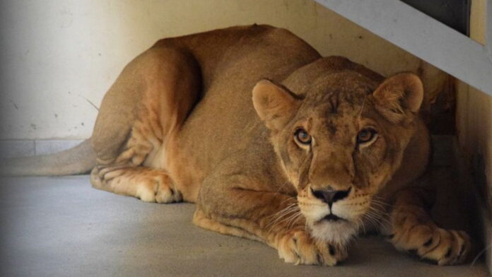 uratowany lew fot. Zoo Poznań