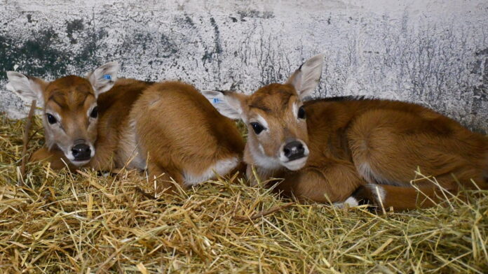 antylopy nilgau fot. Zoo Poznań