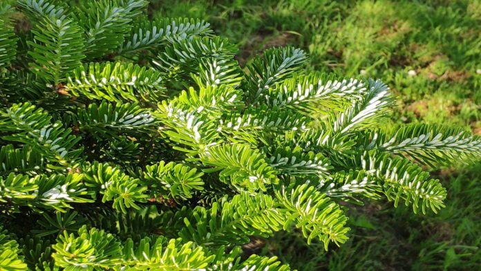 Abies koreana fot. UPP