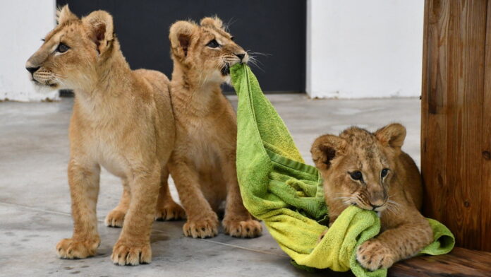 uratowane lwiątka fot. Zoo Poznań