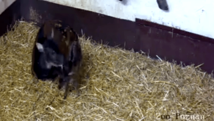 mały sambar kropkowany z mamą fot. Zoo Poznań