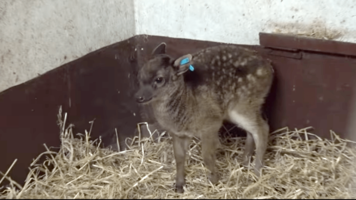 Negra fot. Zoo Poznań
