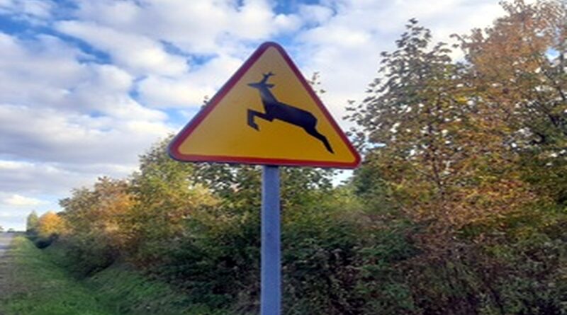znak drogowy ostrzegający przed zwierzętami fot. policja Ciechanów