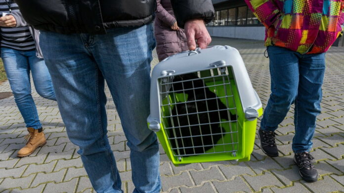 kot jadący do nowego domu fot. Schronisko dla Zwierząt Poznań