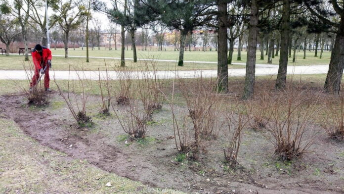przycinanie krzewów fot. ZZM