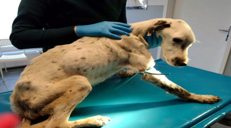 uratowany pies fot. Kaliskie Stowarzyszenie Pomocy dla Zwierząt Help Animals
