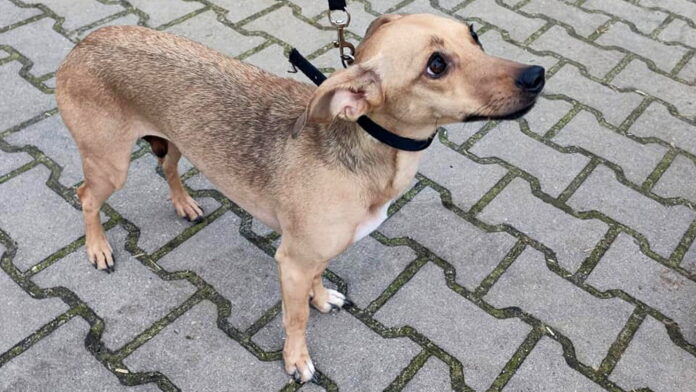 znaleziona suczka fot. Schronisko dla Zwierząt Henrykowo-Leszno