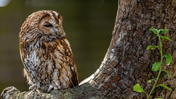 puszczyk fot. Jon Pauling, pixabay