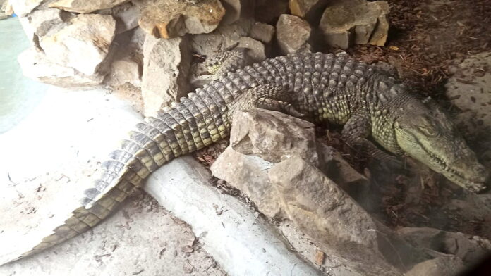 krokodyl nilowy fot. Zoo Poznań