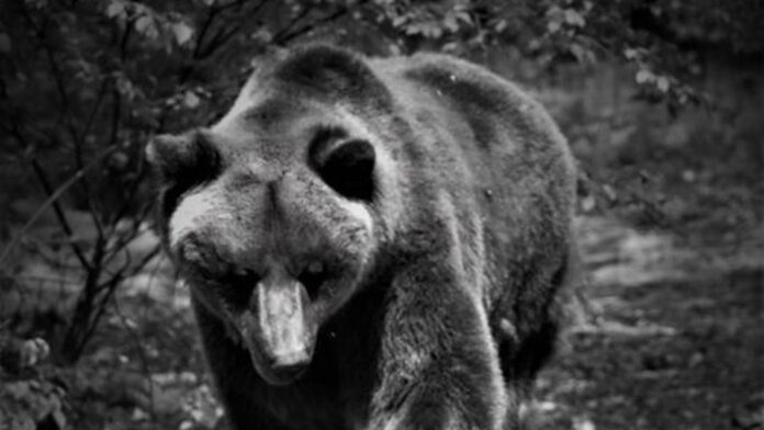 niedźwiedź Pietka fot. Zoo Poznań