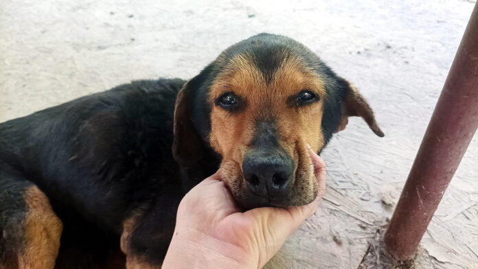 znaleziony pies fot. Kaliskie Stowarzyszenie Pomocy dla Zwierząt Help Animals