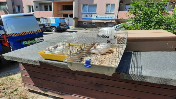 porzucone króliki fot. SMMP