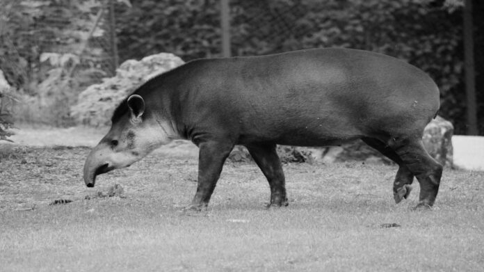 tapir Gwizdek fot. Zoo Poznań