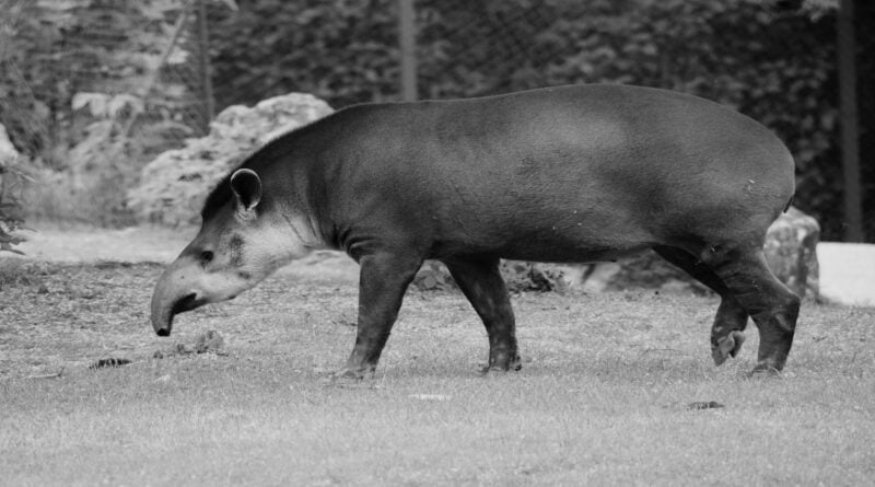 tapir Gwizdek fot. Zoo Poznań