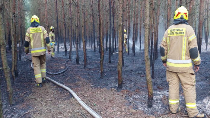 pożar lasu fot. OSP Kopojno