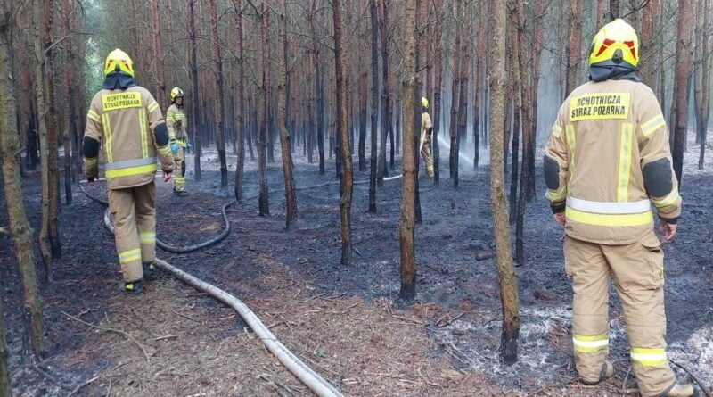 pożar lasu fot. OSP Kopojno