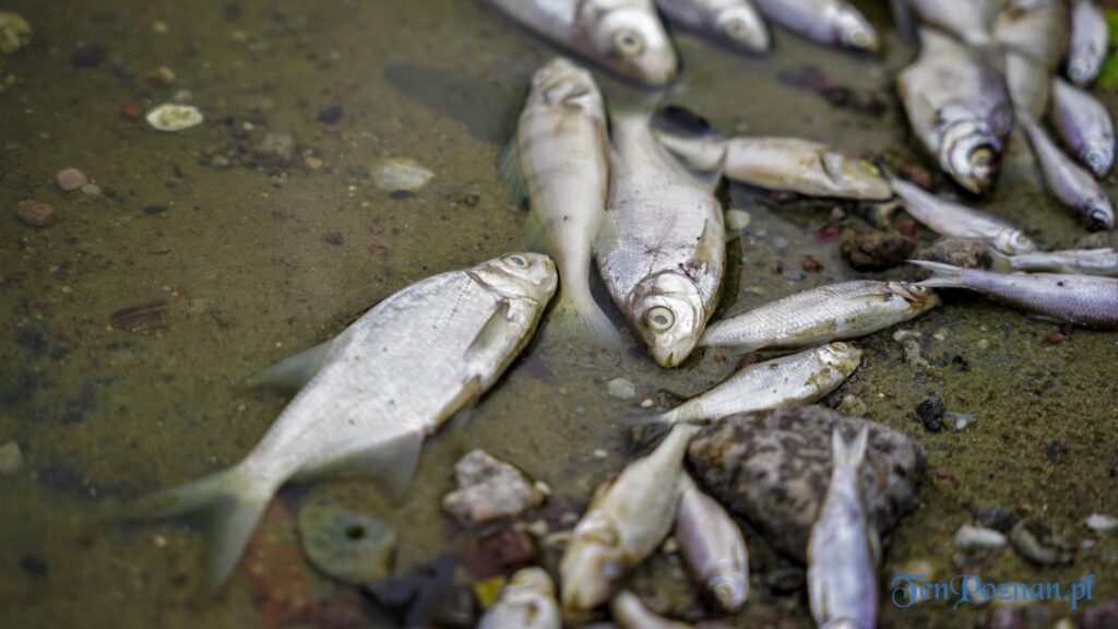 Śnięte ryby fot. Ewa Malicka, zdjęcie ilustracyjne