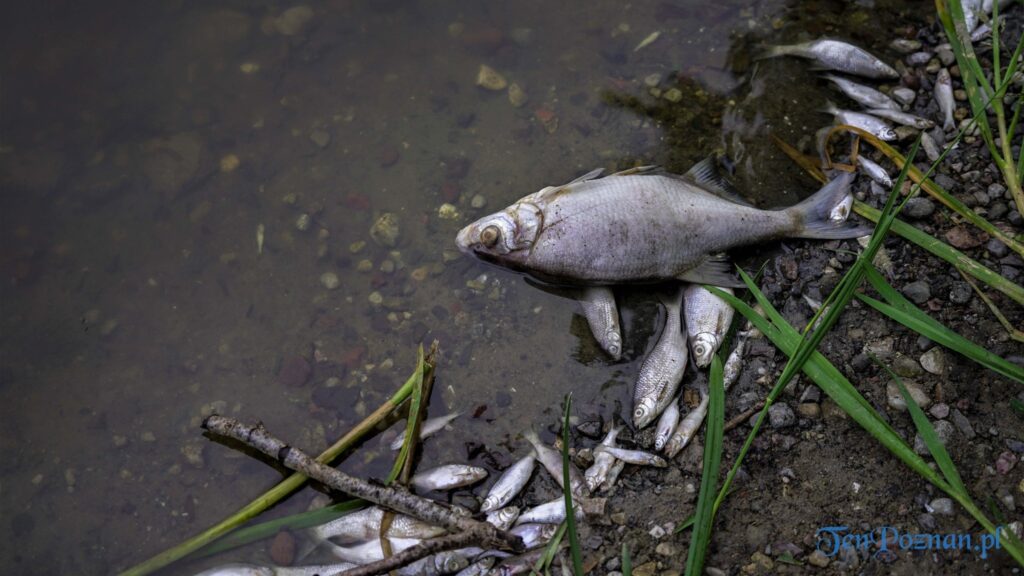 Śnięte ryby w jeziorze Kowalskim fot. Ewa Malicka