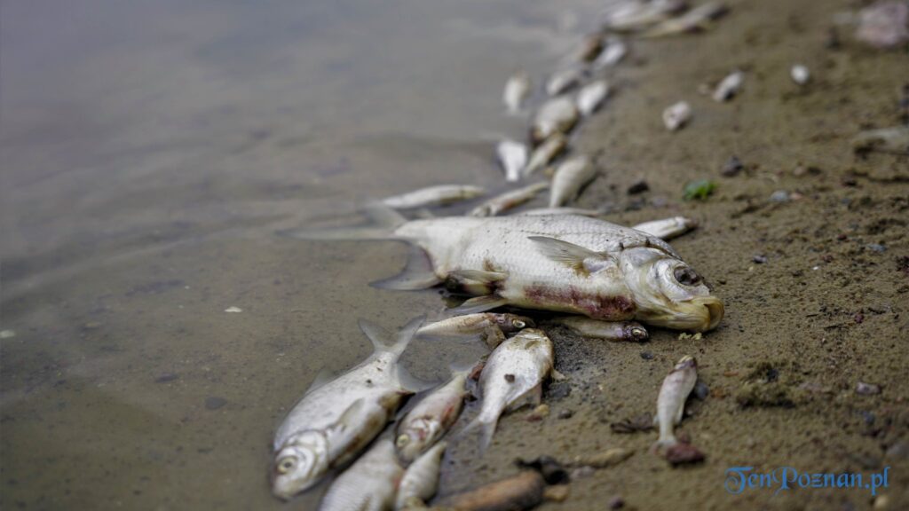 Śnięte ryby w jeziorze Kowalskim fot. Ewa Malicka