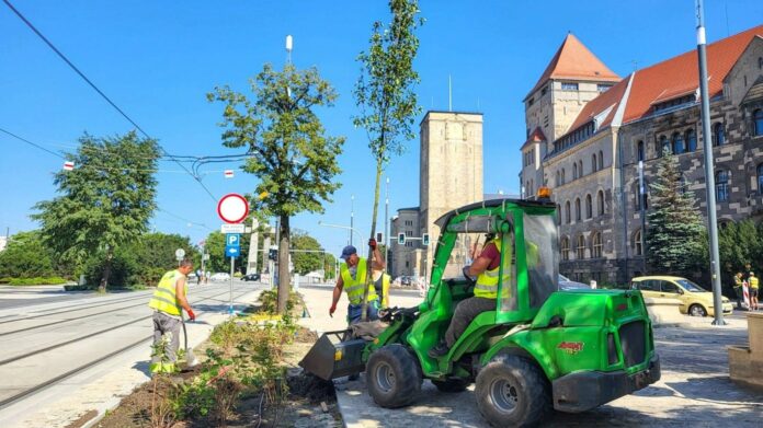 nowe drzewa Święty Marcin fot. PIM