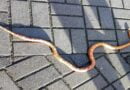 wąż zbożowy fot. policja Czarnków