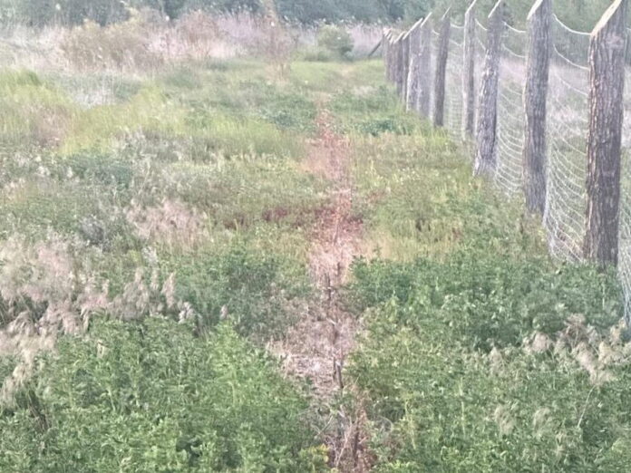 Drzewa Fot. Zespol Parkow Krajobrazowych Wojewodztwa Wielkopolskiego