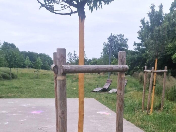 Uszkodzone Drzewa Fot. ZZM