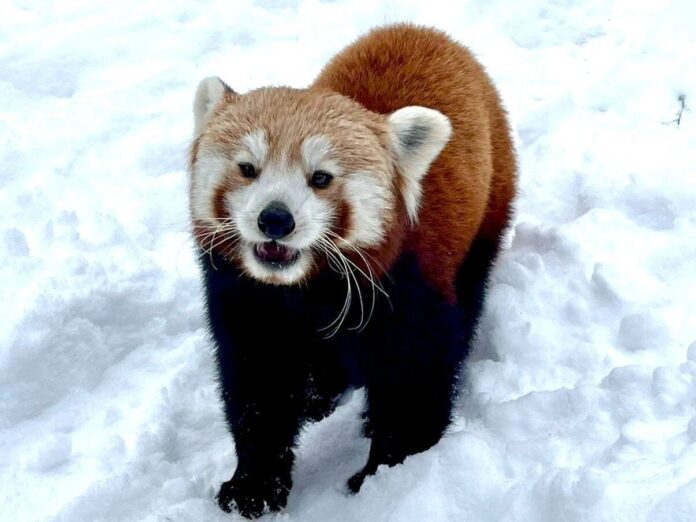 Panda Ruda Fot. Zoo Poznan